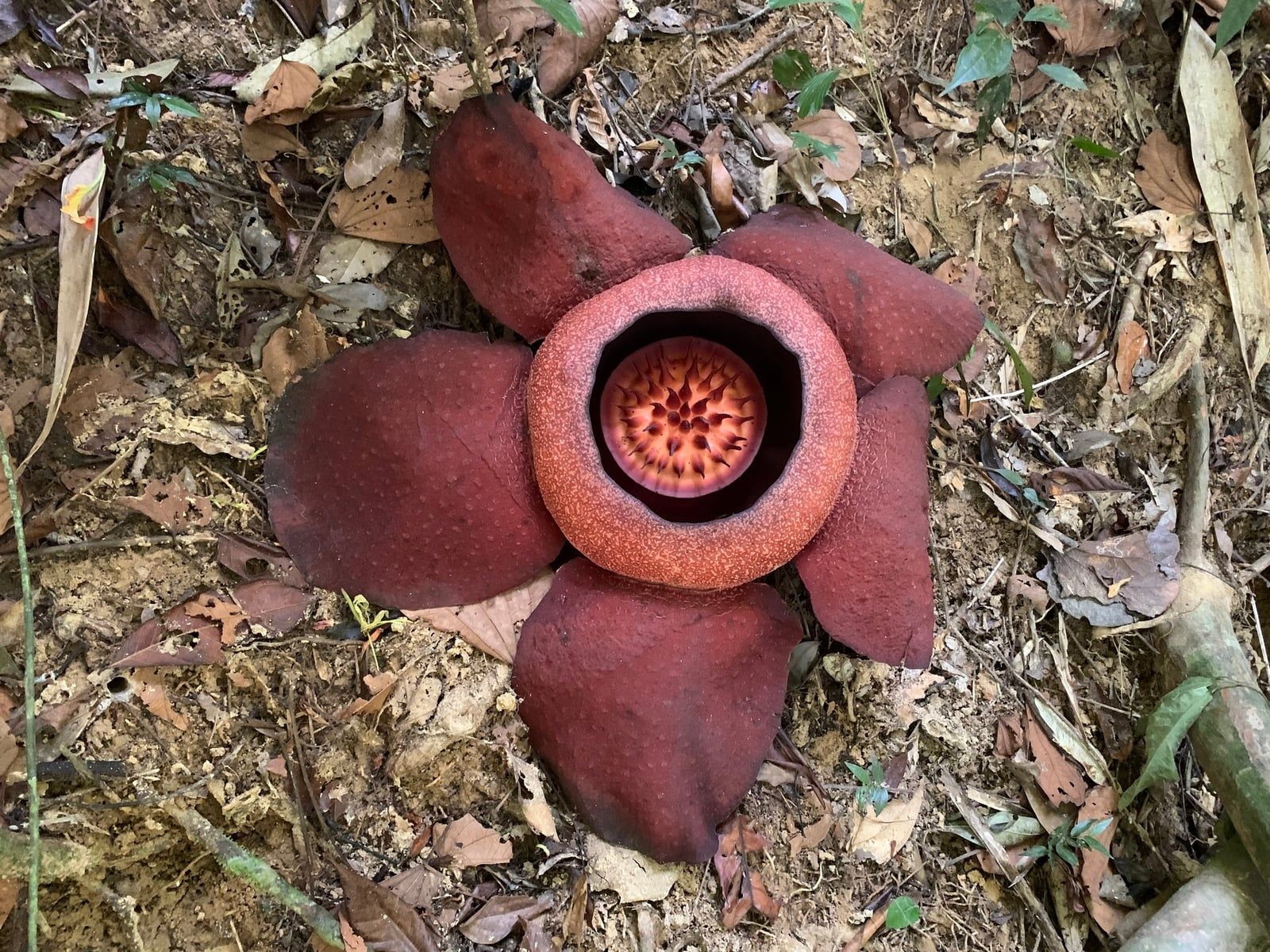 Une grande fleur rougeâtre de Rafflesia kerrii s'épanouit au milieu de la litière de feuilles sur le sol de la forêt tropicale à Khao Sok.