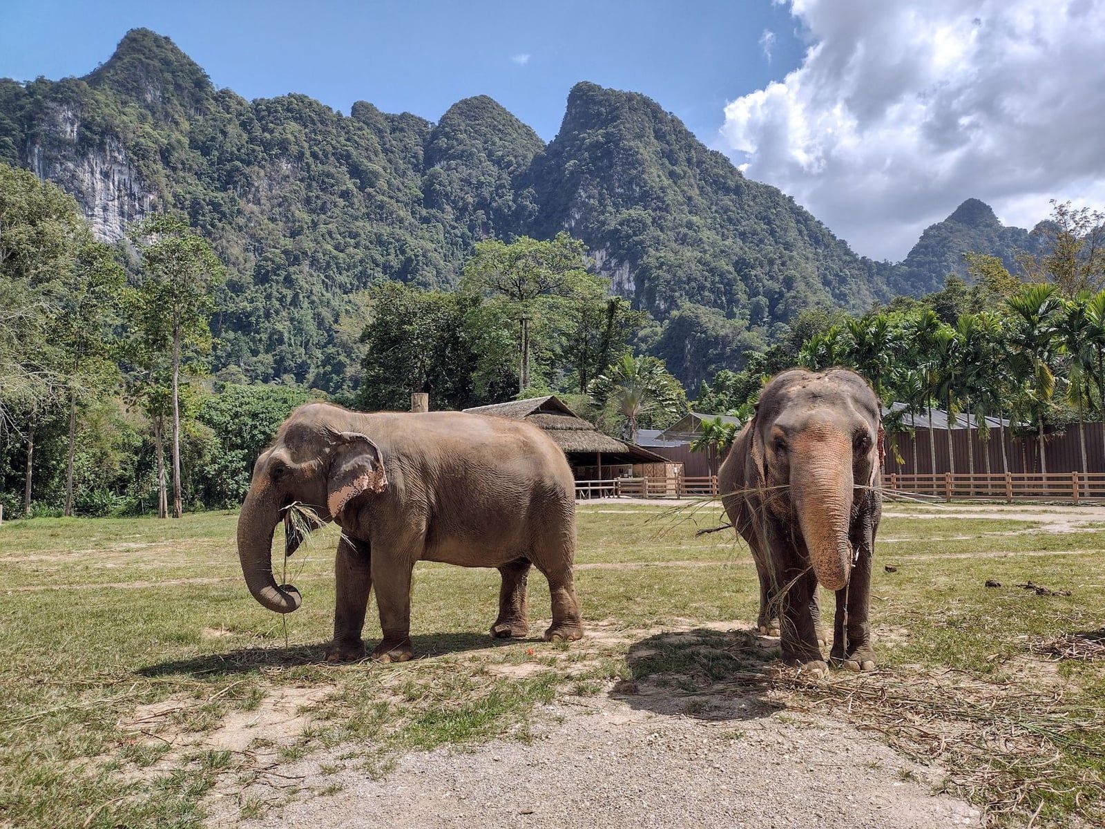 Two Asian elephants graze in a grassy sanctuary surrounded by lush limestone mountains in Thailand.